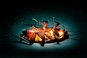 How to Recognize the Need for Termite Control