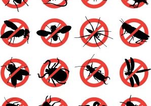 Pointers On Rodent Control Rochester In NY