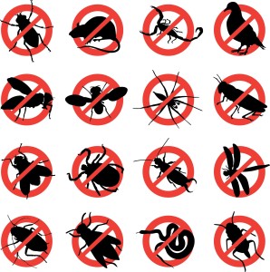 Professional Pest control services