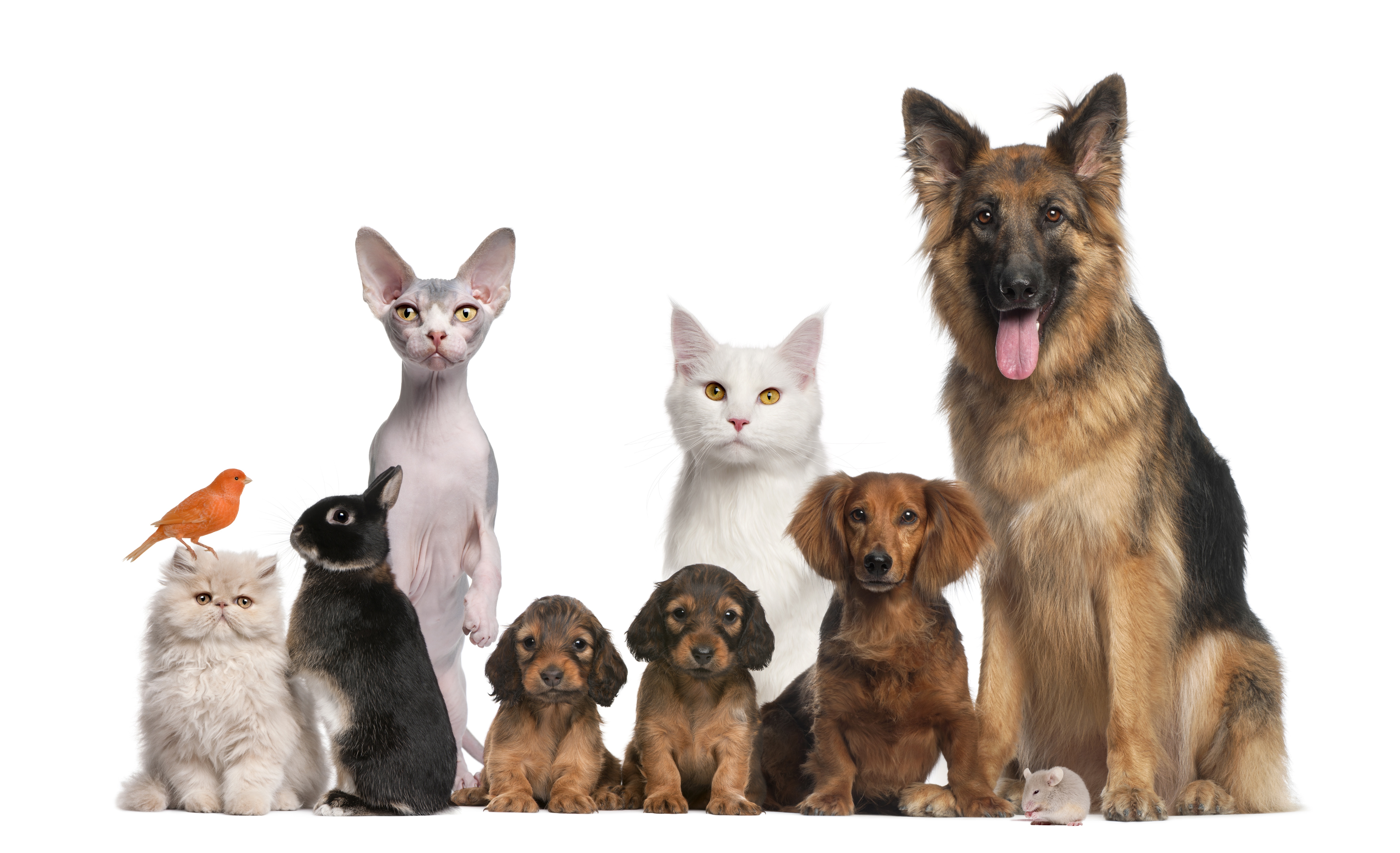 Find the Best Pet Food and Supplies at a Pet Boutique in San Francisco