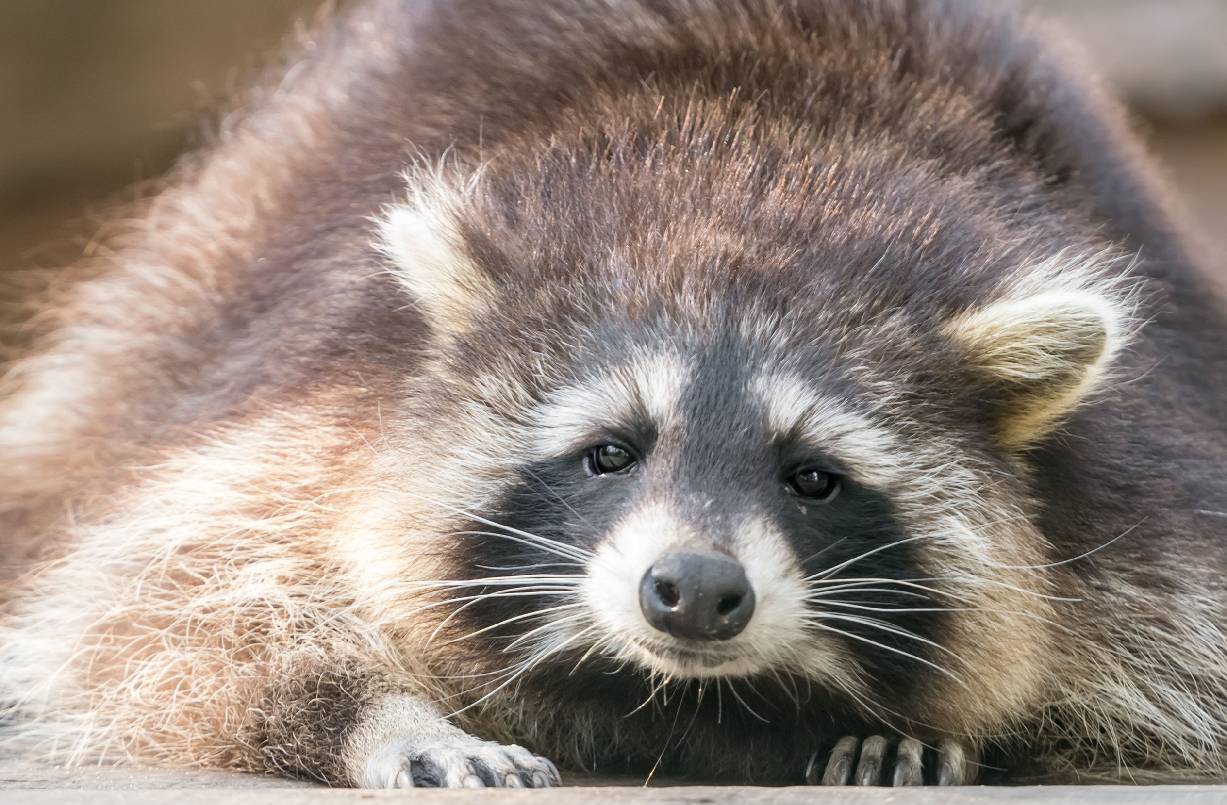 When Raccoon Removal in Columbus, OH is Necessary