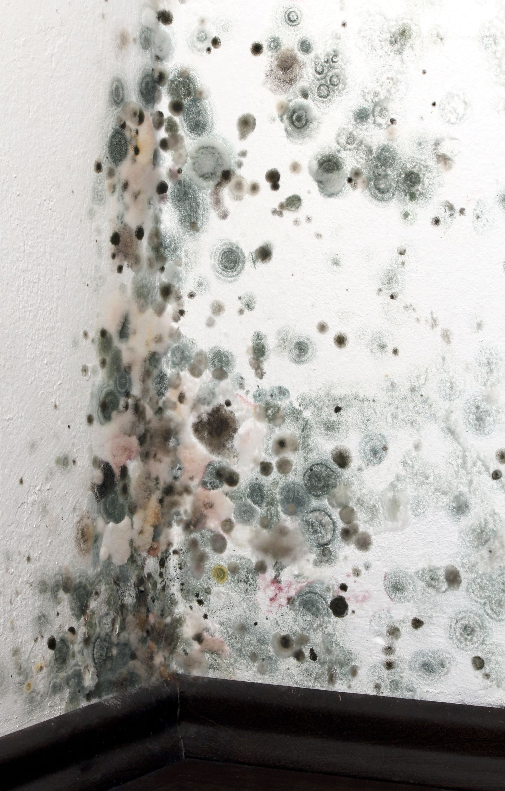 When to Perform Mold Removal Service in Alexandria, VA