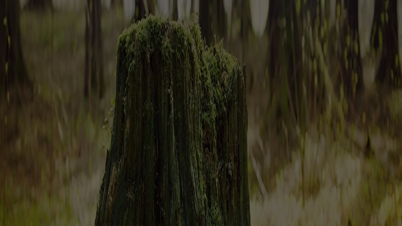 The Dead Tree in Your Front Yard and Tree Services in Fayetteville GA