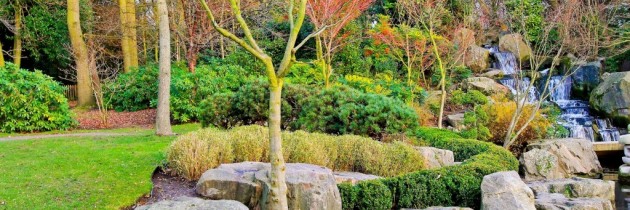 Tree Stump Removal Basics