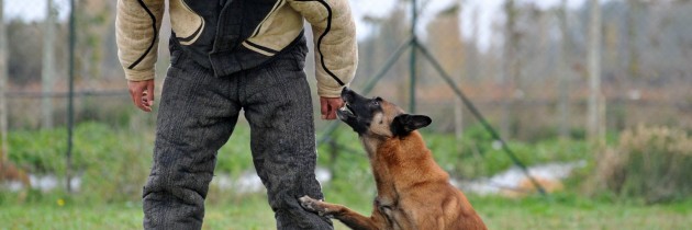 Letting Your Dog Enjoy a Walk Outside While You are at Work