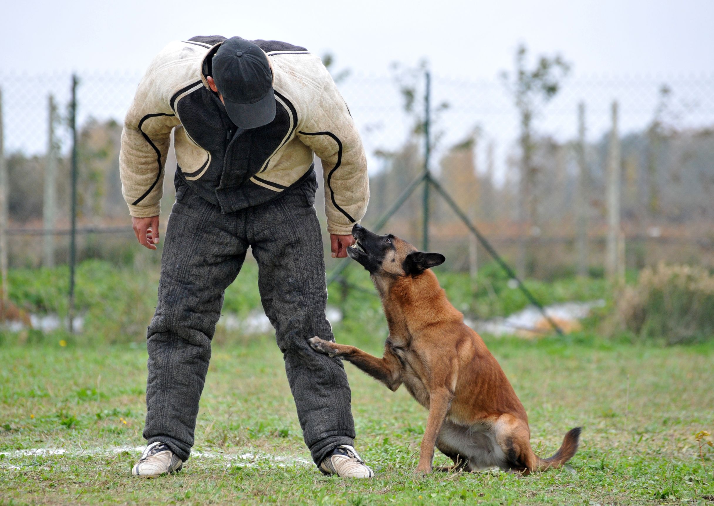 Letting Your Dog Enjoy a Walk Outside While You are at Work