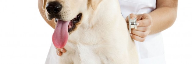 Pet Owners and Veterinarians Working Together to Ameliorate Pet Health at an Animal Medical Center in Ft. Belvoir VA