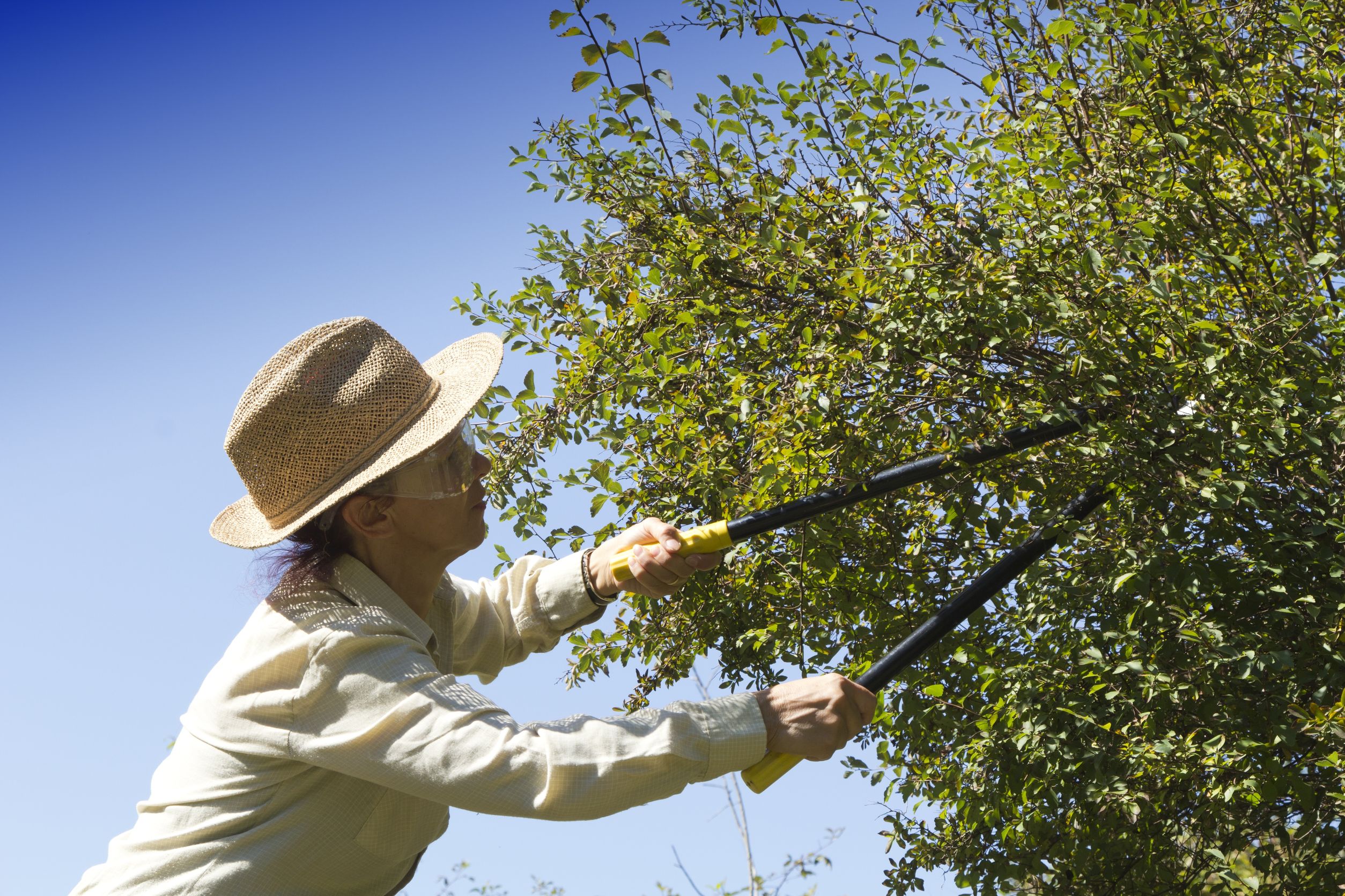 Tree Trimming has Many Benefits