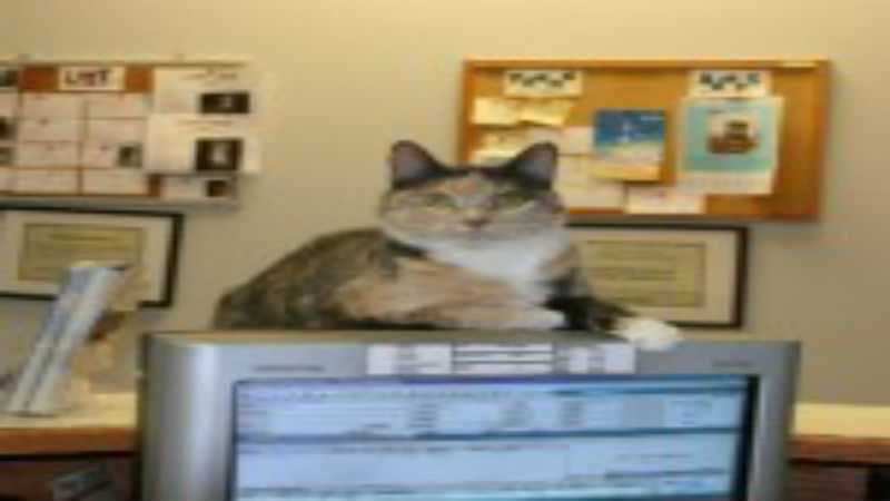 Lack Of Exercise Can Lead Pets To Animal Hospitals