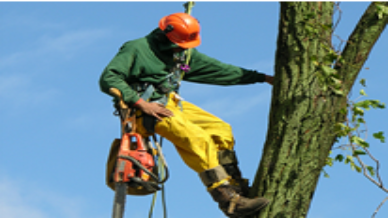 How Tree Trimming Service Senoia, GA Protects Your Property Value