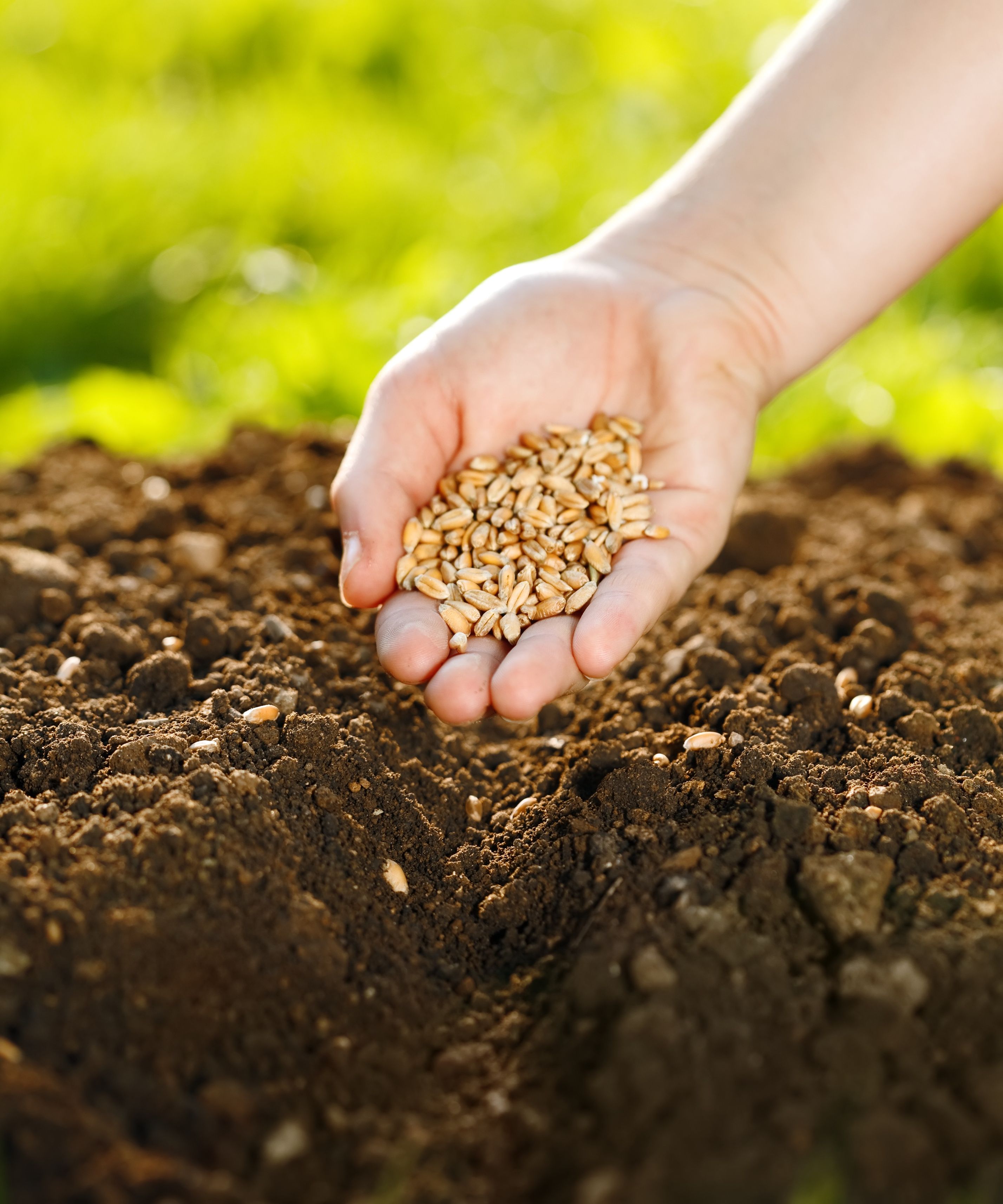 What to Know About Topsoil in Waukesha WI for Your Needs.
