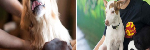 Where To Take Your Dog For Boarding Services In PA