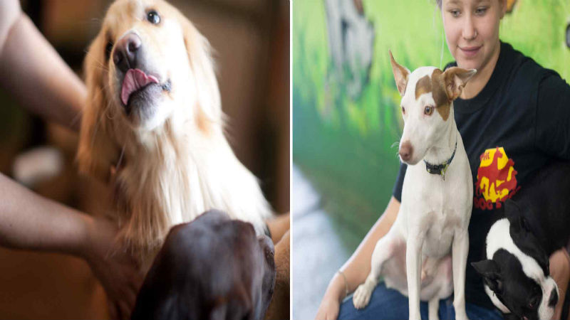 Where To Take Your Dog For Boarding Services In PA