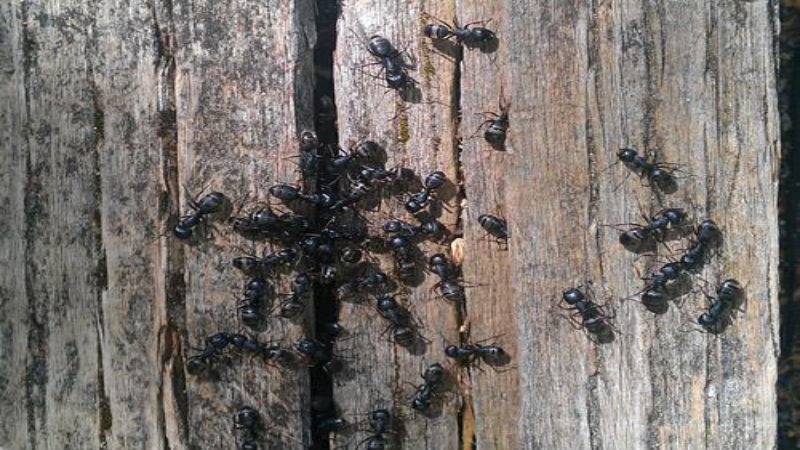 The Benefits Of Professional Pest Control Services In Gig Harbor WA