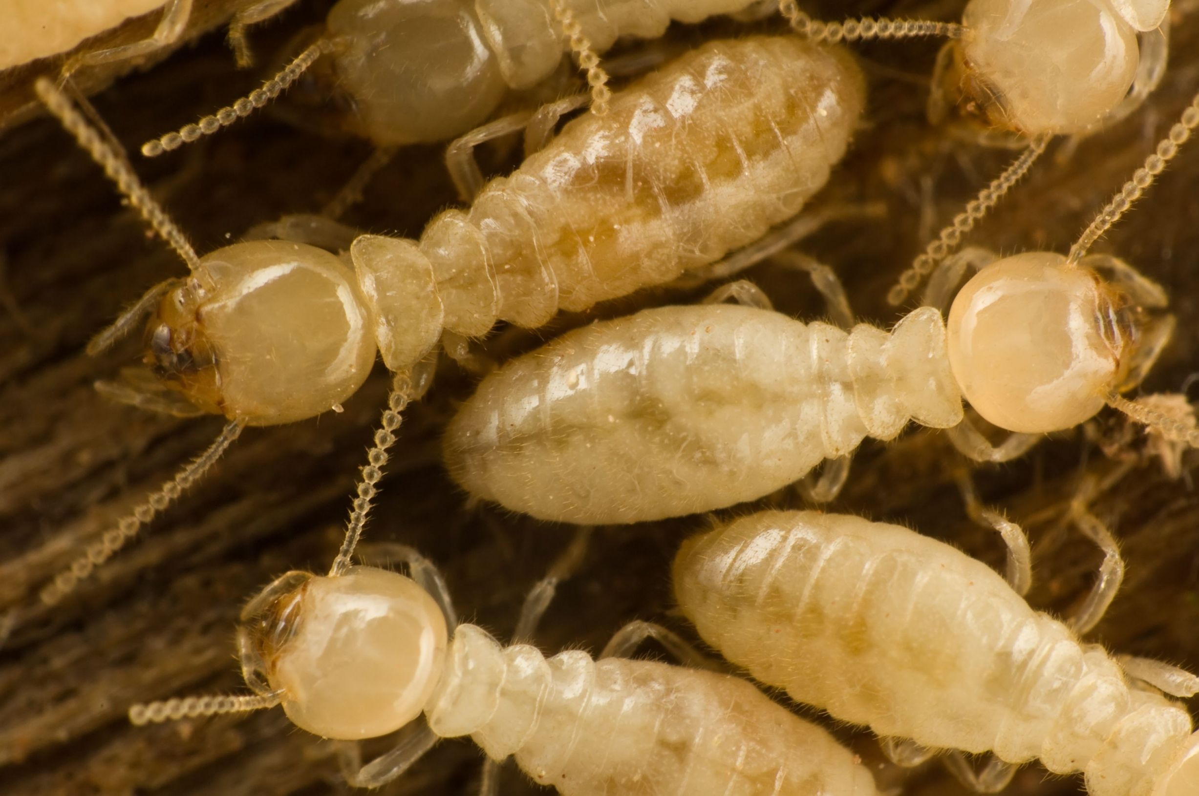Ridding The Home Of A Termite Infestation