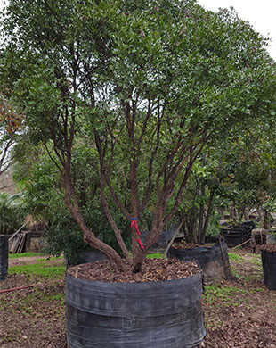 Tree Sales in Fort Worth: The Texas Mountain Laurel