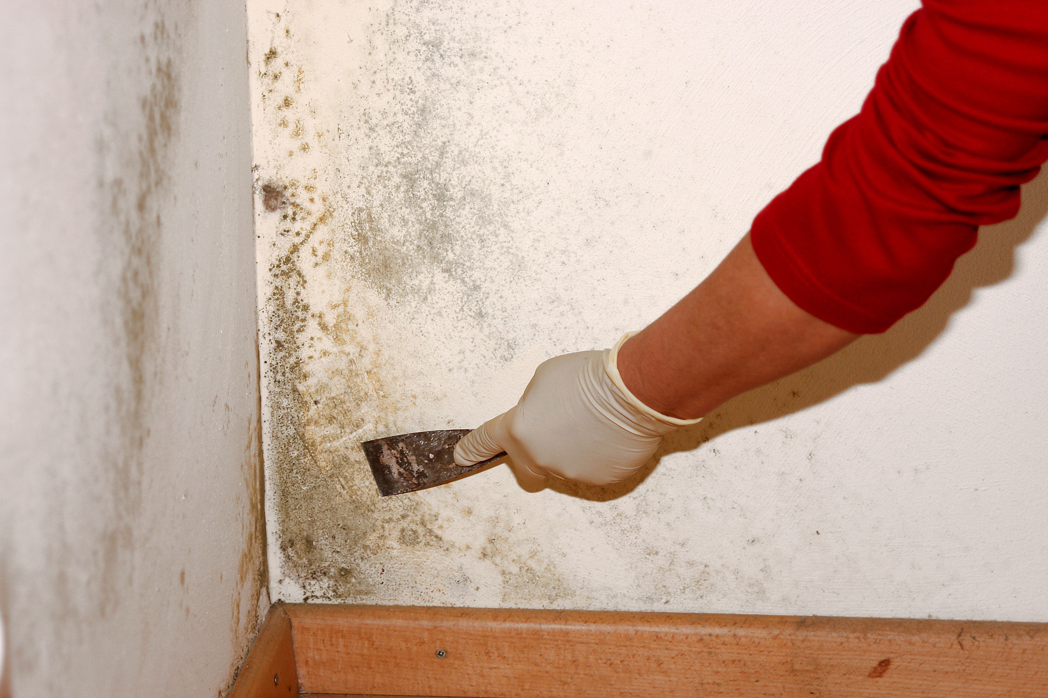 How to Find a Quality Mold Removal Service in Alexandria VA