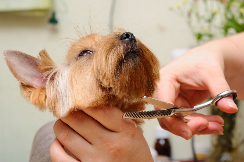 What Can Dog Owners Expect From Dog Grooming Services?