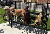 Frequently Asked Questions About Dog Daycare Services In Chicago