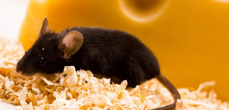 Effective Rodent Control in Columbia, TN is Essential