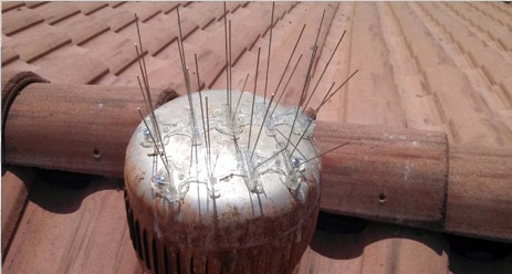 Professional Pest Control in Anthem AZ Helps Property Owners With Pigeon Problems