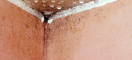 Even Small Disasters Mean Contacting a Mold Removal Service in Alexandria, VA