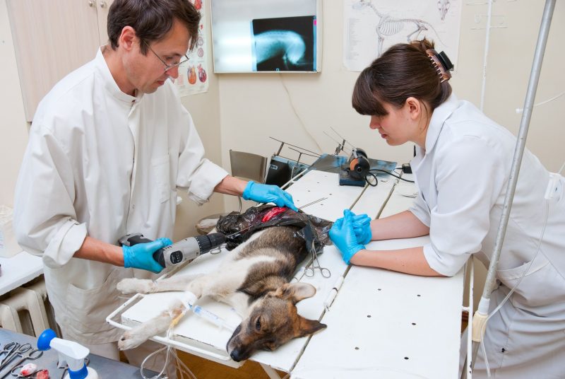 Common Procedures at an Animal Hospital in Biloxi, MS