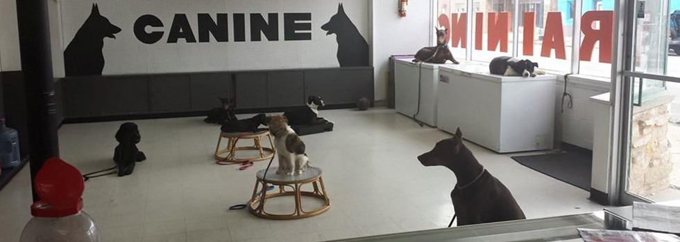 The Importance of Puppy Training in Chicago