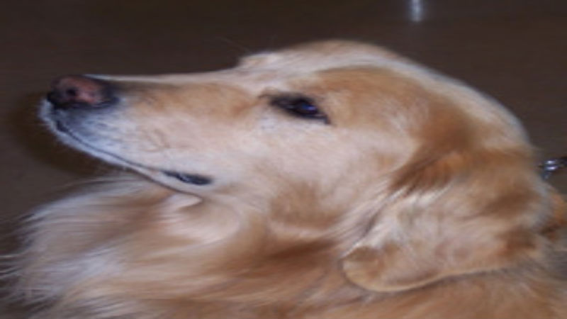 3 Reasons to Take Your Puppy for a Checkup