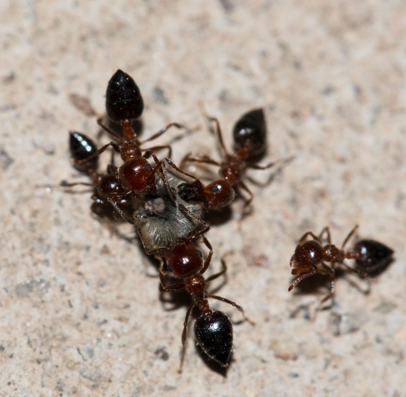 Getting Rid of Ants in Middletown, NJ