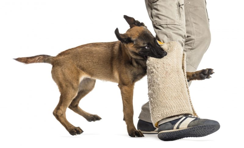 Dog Behavior Training: A Comprehensive Approach to Better Behavior in Dogs