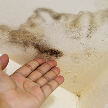 How Mold Remediation Service in Alexandria, VA Benefits Homeowners