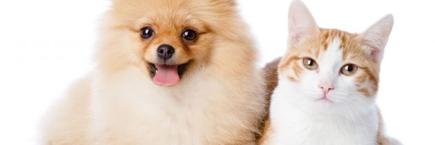 Rely on Professional Dog Grooming in Omaha, NE For Your Furry Friend