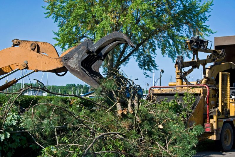 A Few of the Possible Scenarios Involved in Tree Removal in Boston, Massachusetts