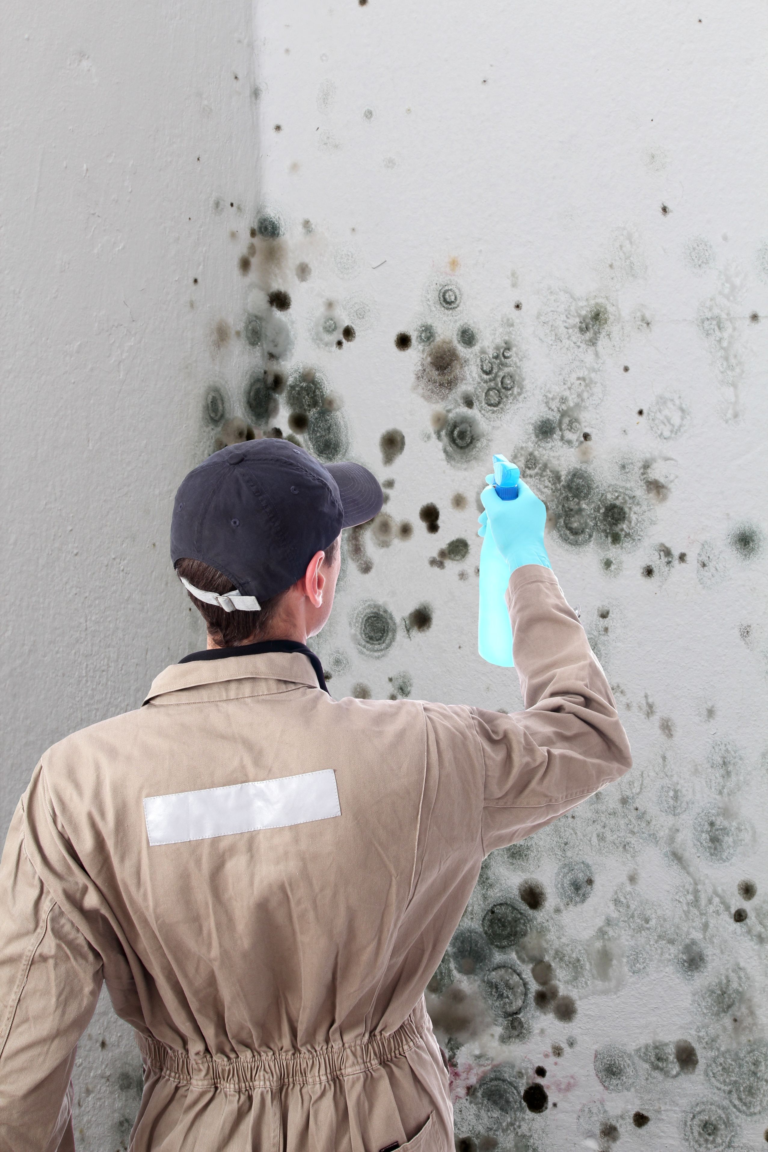 When to Call Mold Removal Services in Alexandria, VA