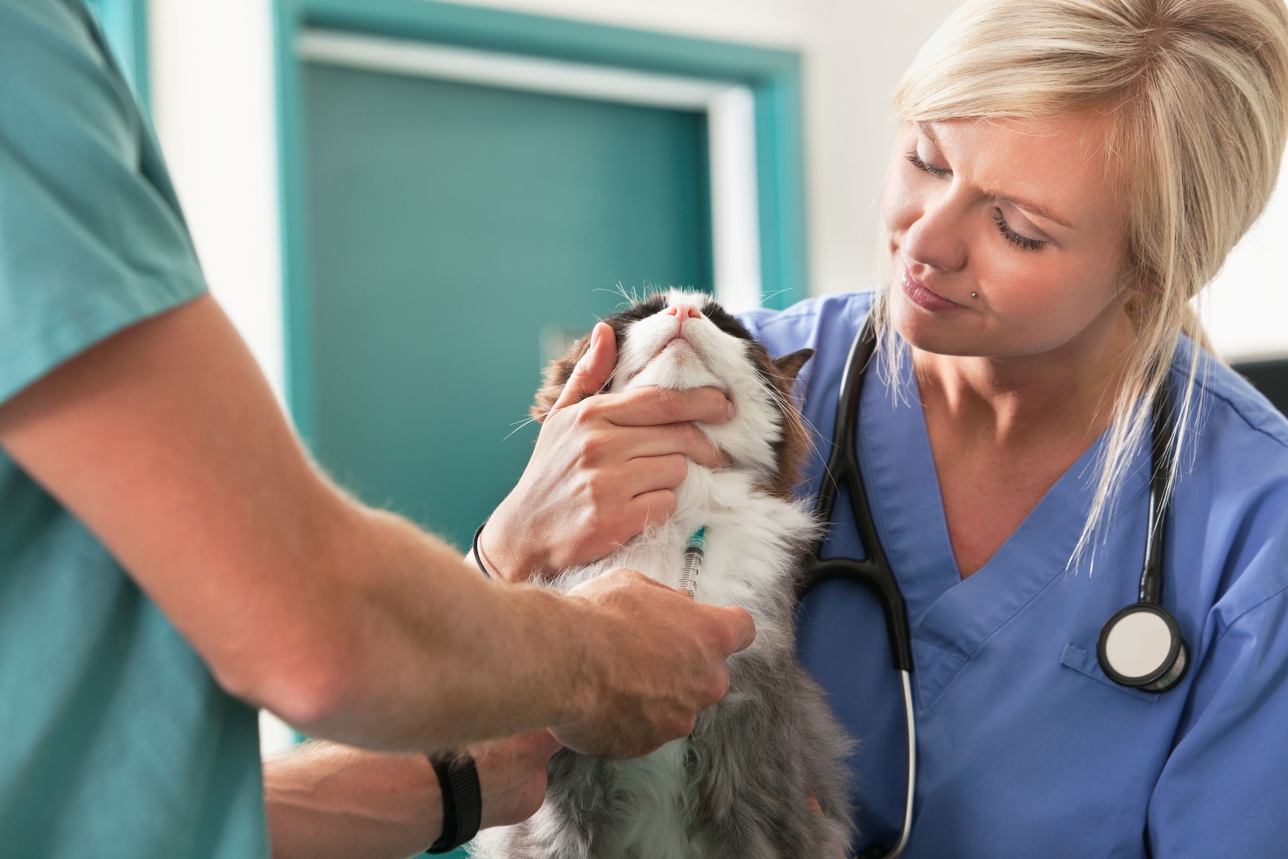 What To Expect When Visiting An Animal Hospital In Johns Creek