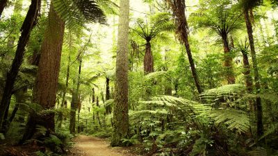 Reasons to Hire a Tree Cutting Service in Marietta GA