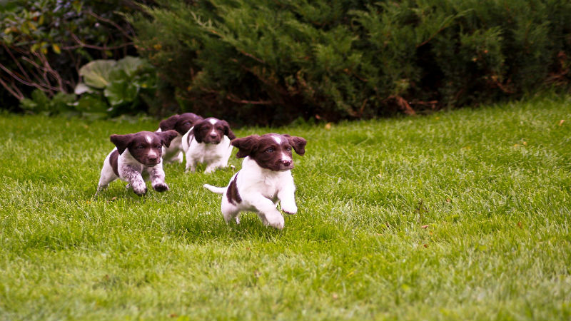 4 Reasons Hiring Professional Groomers is Better Than DYI-ing It