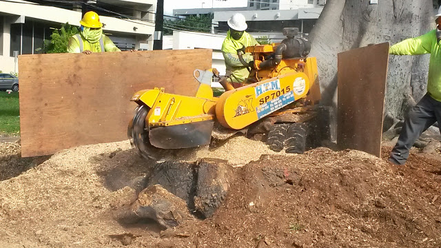 Services Offered by a Tree Company in Oahu