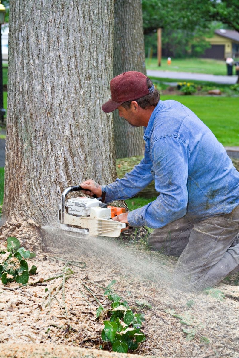 Consider Professional Tree Removal in Fairfield Connecticut
