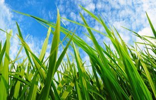 Why Do Property Owners Need Weed Control In Spokane?
