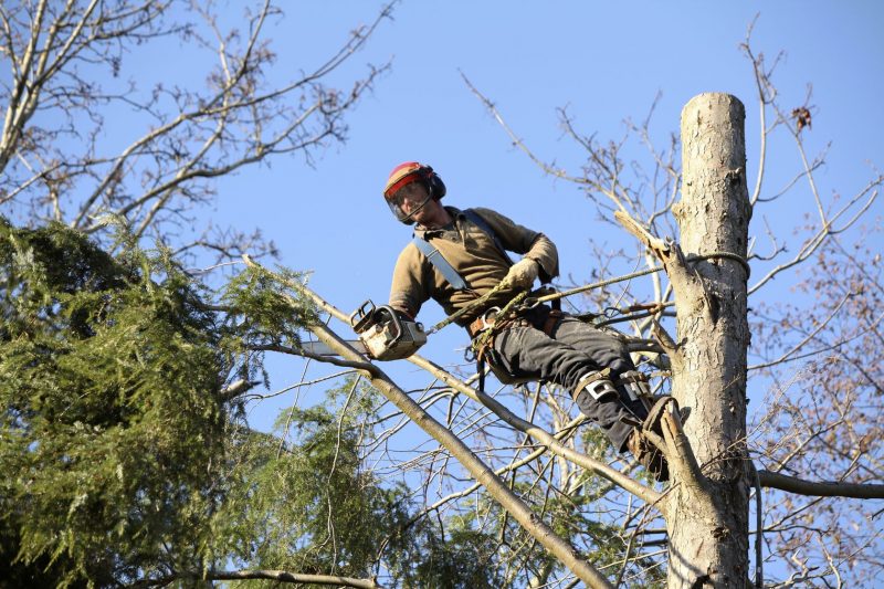 Why It’s Important To Hire A Professional For Tree Removal In Arlington