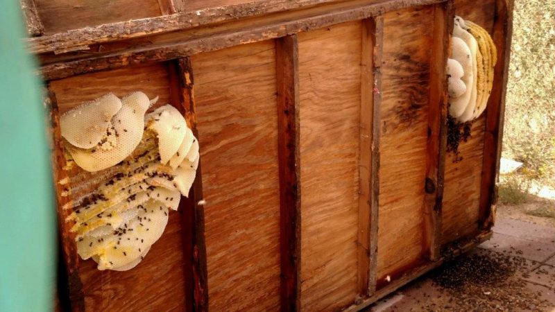 The Basics of Bee Removal in North Scottsdale, AZ