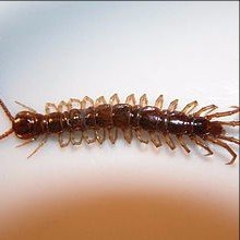 What You Should Know About Centipedes In Marlboro, NJ
