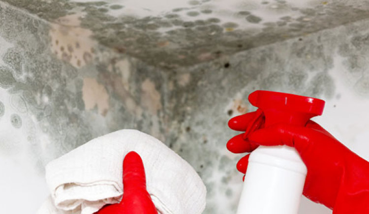 Reasons to Call Mold Detection Services in Alexandria, VA
