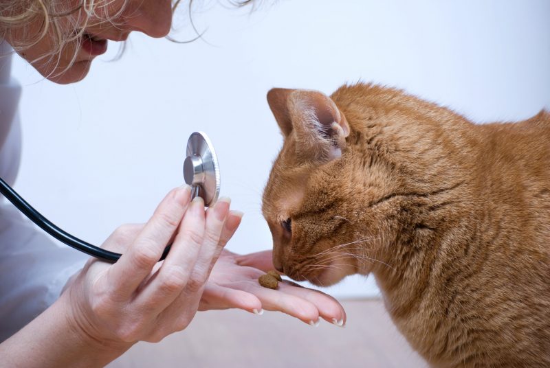 A Professional Animal Care Hospital in Gulfport, MS Ensures Your Pets Will Stay Healthy