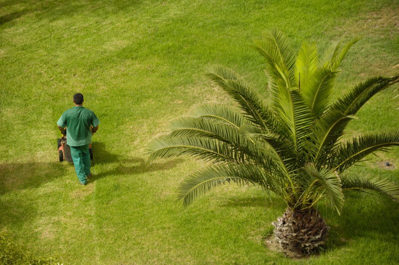 Lawn Pest Control in Boulder CO