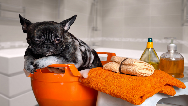 Choosing the Right Clinic for Orthopedic Surgery for Pets in Troy OH