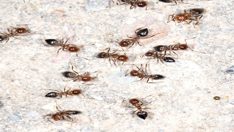 Performing Effective Ant Control in Pasadena