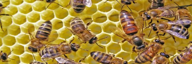 What To Do About A Honey Bee Swarm In Reynoldsburg